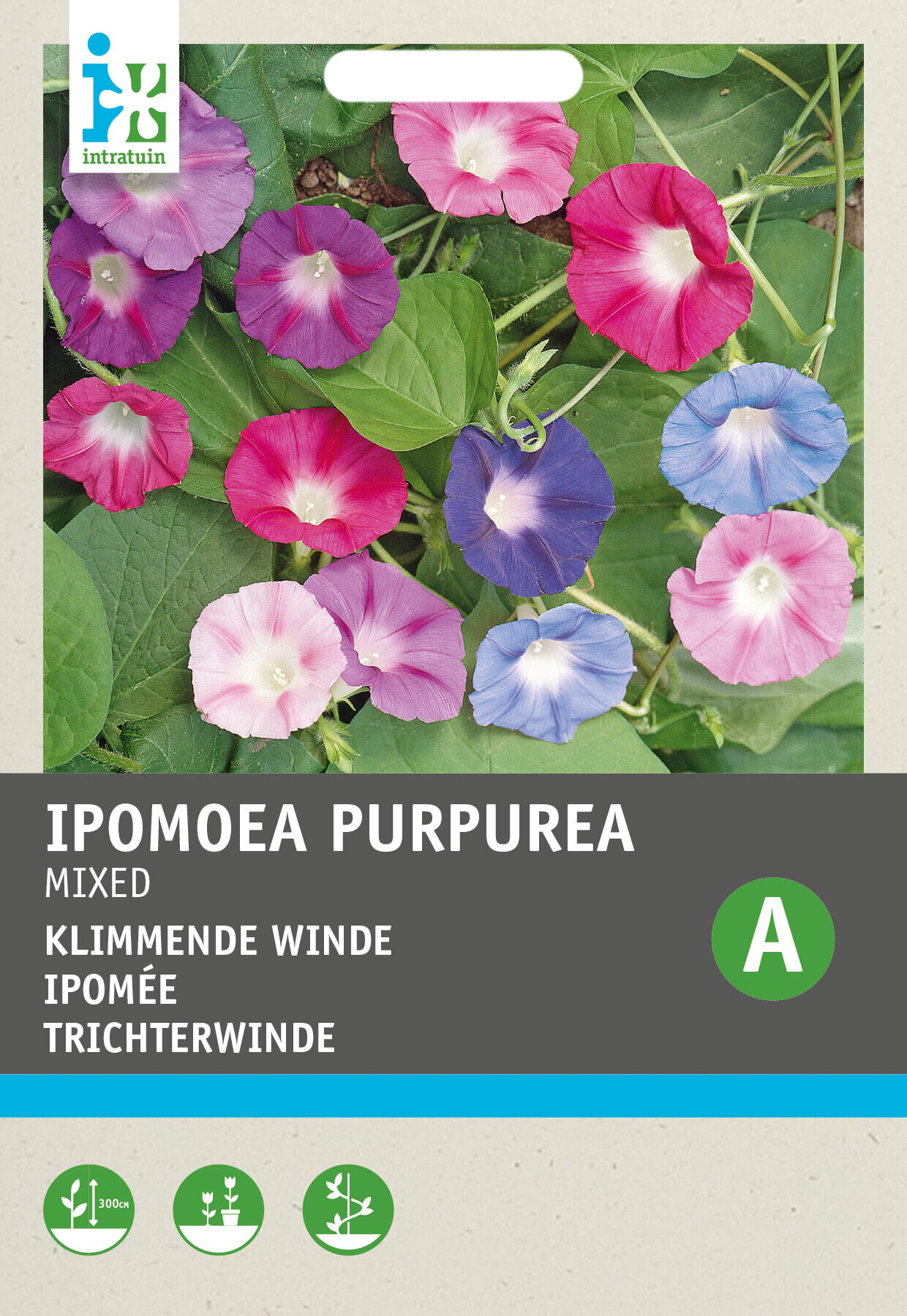 Intratuin bloemenzaad Winde gemengd (Ipomoea purpurea)