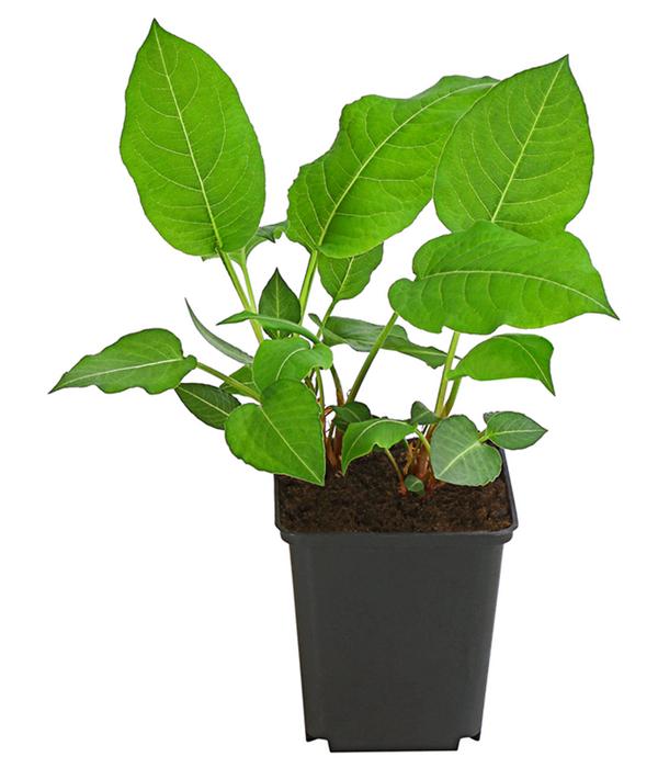 Bio Kerzen-Wiesenknöterich 'Speciosa'