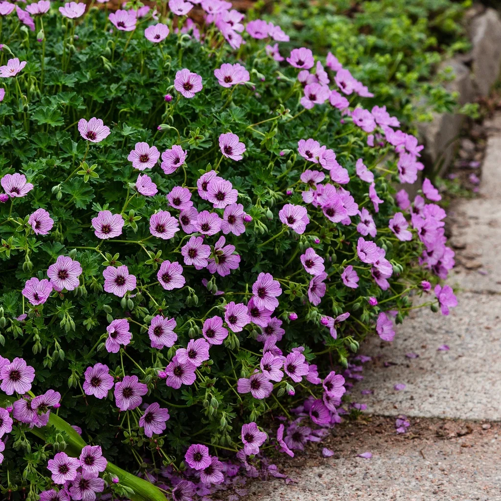 Geranium (Cinereum-Gruppen) 'Ballerina' Balkanstorkenebb  'Ballerina' Ø11 cm