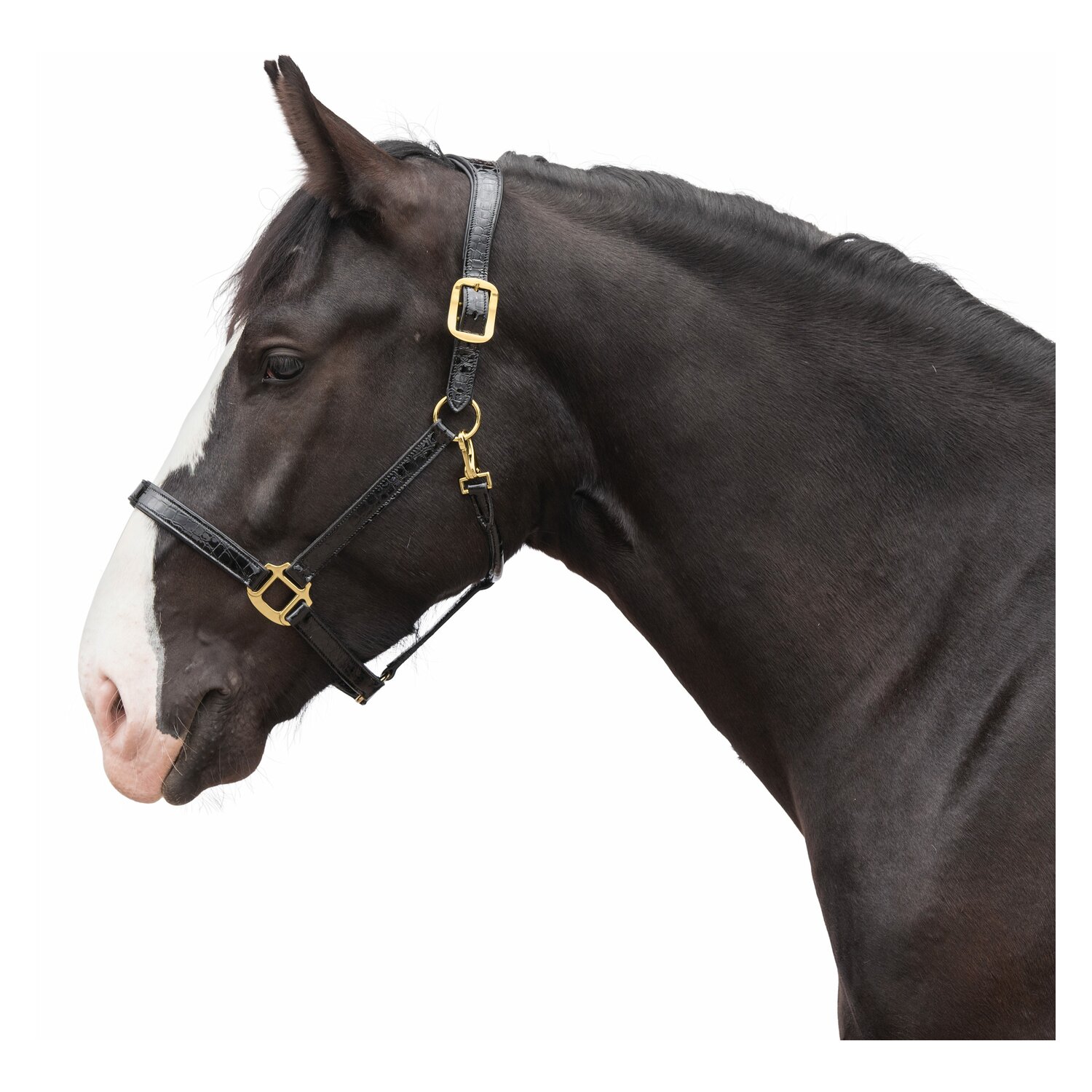 Cheval de Luxe Lederhalfter Limoges  - black/glossy