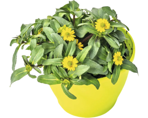 Atztekengold FloraSelf Sanvitalia hybrid 'Talya Great Yellow' Ø 12 cm pot