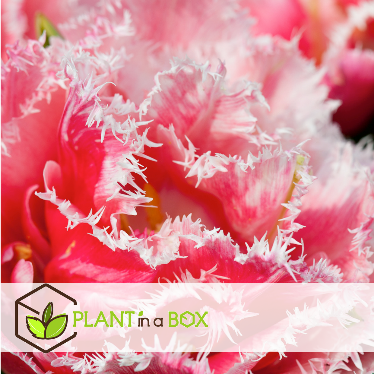 Tulipa queensland - bulbes à fleurs x20 - tulipe - blanc rosé