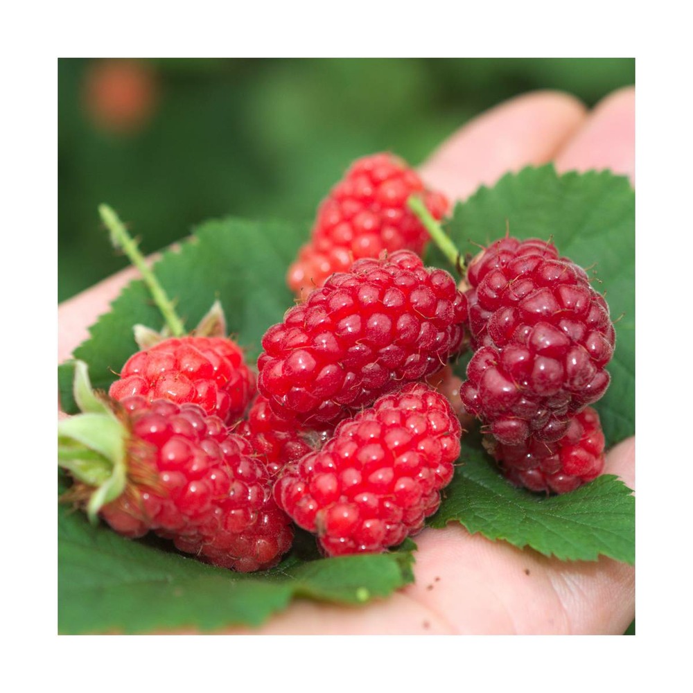 Mûre tayberry bounty berry 'yantay'/rubus tayberry bounty berry 'yantay'[-]pot de 3l - echelle bambou 60/120 cm