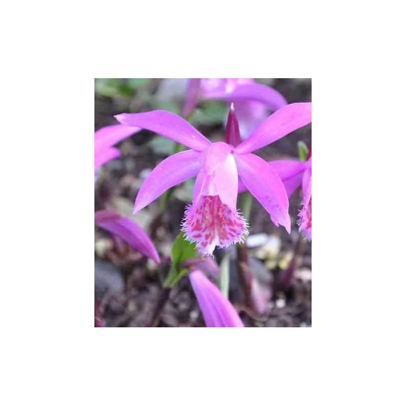 Pleione 