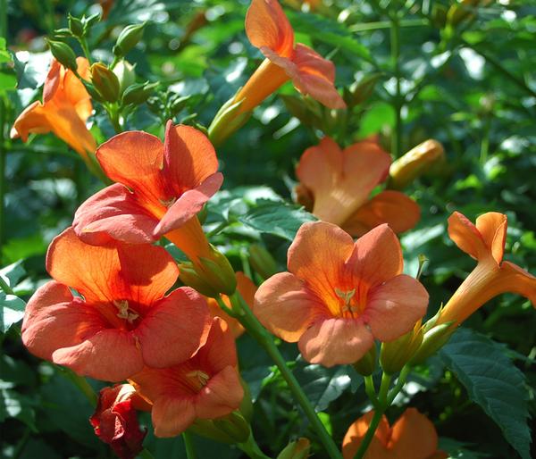 Trompetenblume 'Mme. Galen'