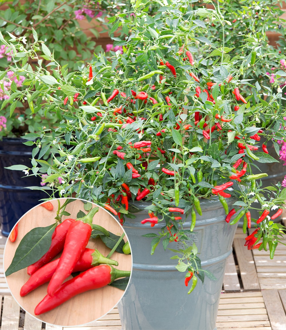 Pflanzenmix für Hochbeete 'Paprika - Chili'