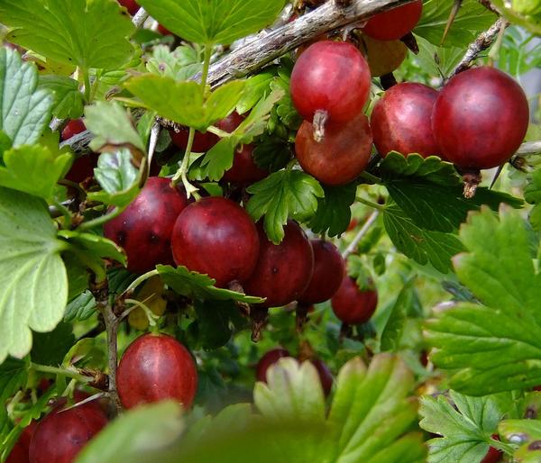 Stachelbeere 'Hinnonmäki', Busch