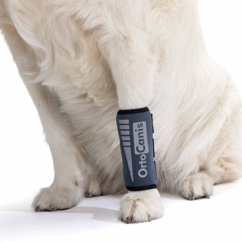 Tala de pulso para cães com osteoartrite, lesões ligamentares ou tendinosas, ou para cães de agility.
