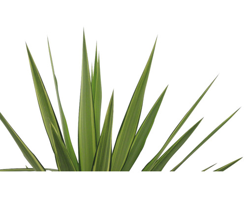 Palmlelie Yucca elephantipes 'Jewel' H 30-40 cm Ø 20 cm pot