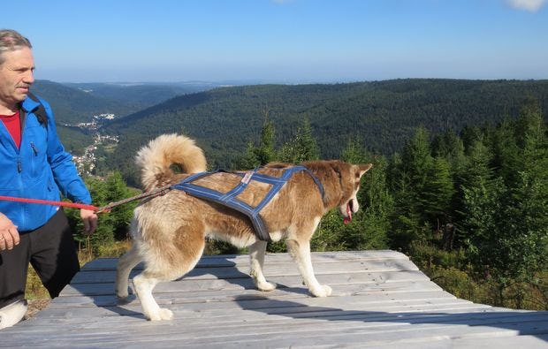 Husky-Trekking in Bad Herrenalb als Geschenkidee