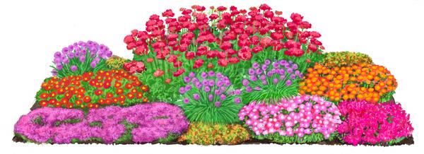 Bio Stauden-Set Trocken durch den Sommer,