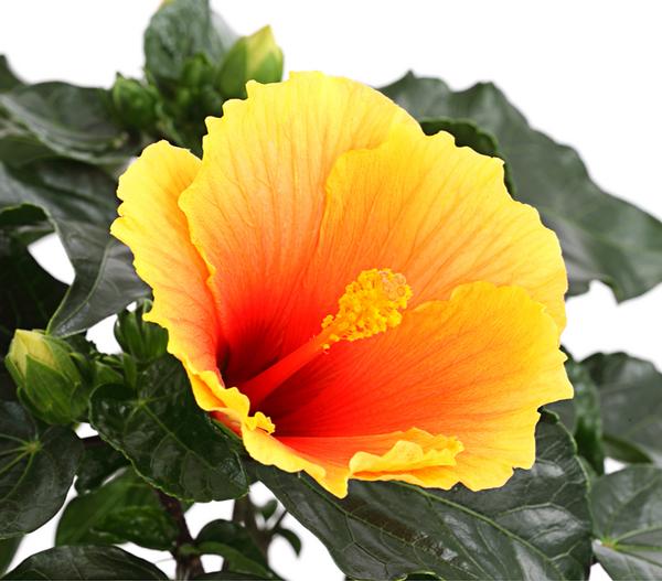 Zimmerhibiskus - Hibiscus rosa-sinensis
