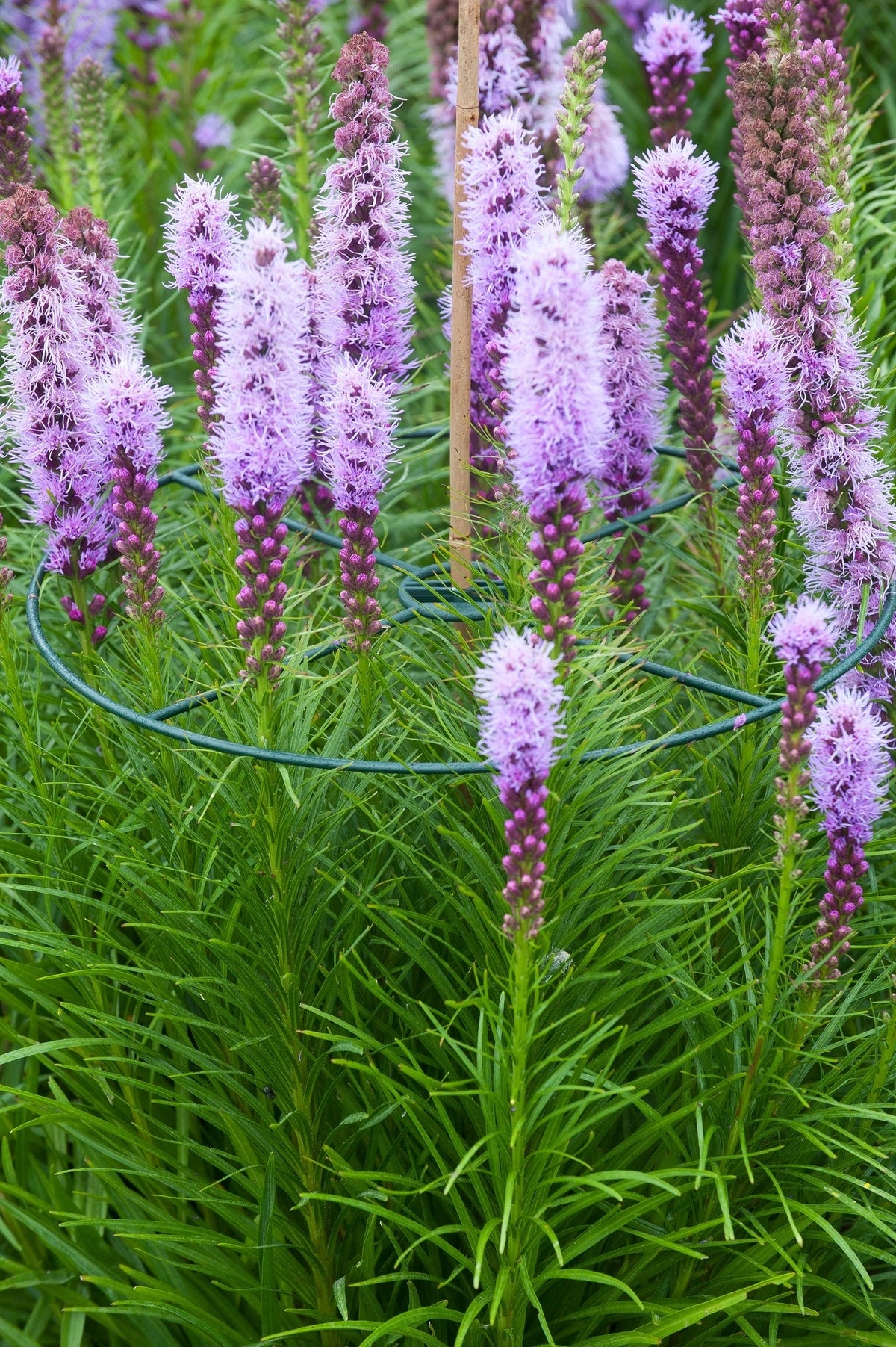 Nature plantensteunen D 40 cm 3 stuks