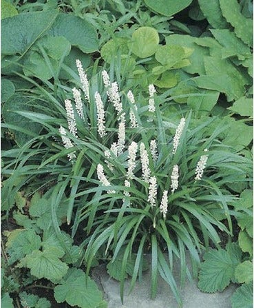 Leliegras (Liriope muscari 'Monroe White') D 9 H 10 cm