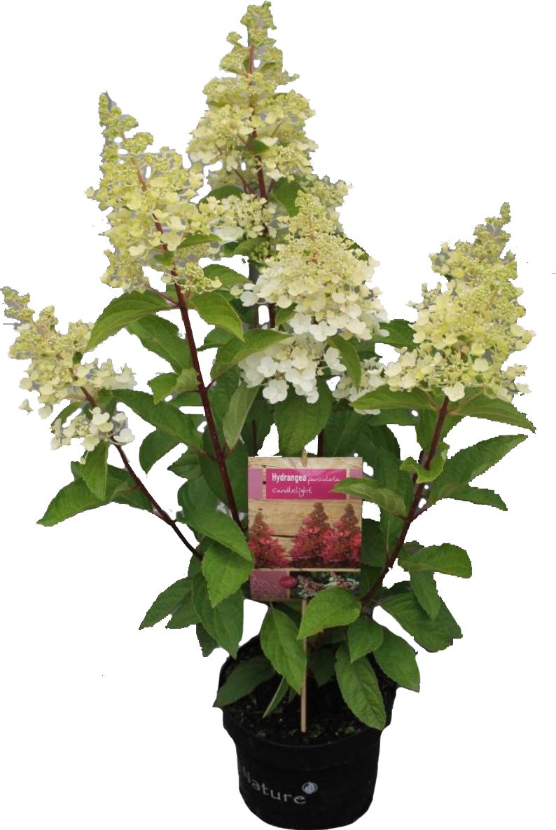 Pluimhortensia (Hydrangea paniculata 'Candle Light') D 23 H 50 cm
