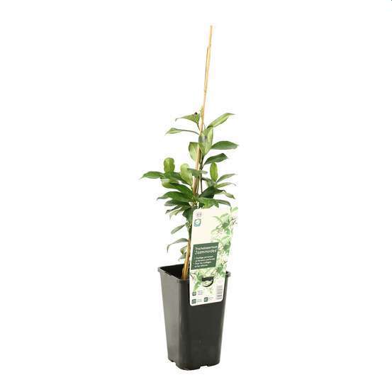 Trachelospermum jasminiodes, pot 1,5 litres