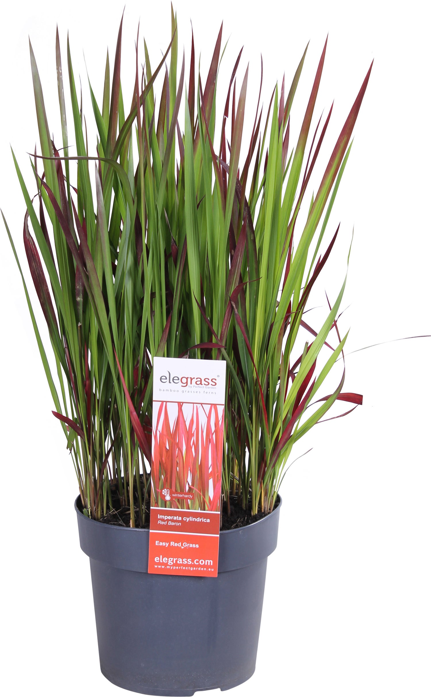 Japans Bloedgras (Imperata cylindrica 'Red Baron') D 19 H 30 cm