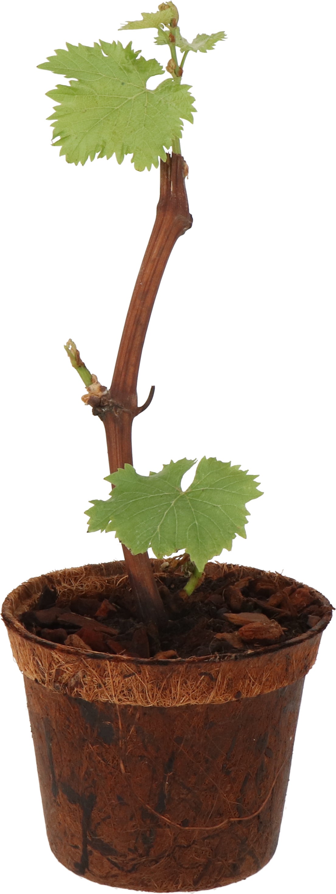 Blauwe druif (Vitis vinifera 'Nordica') D 13 H 30 cm