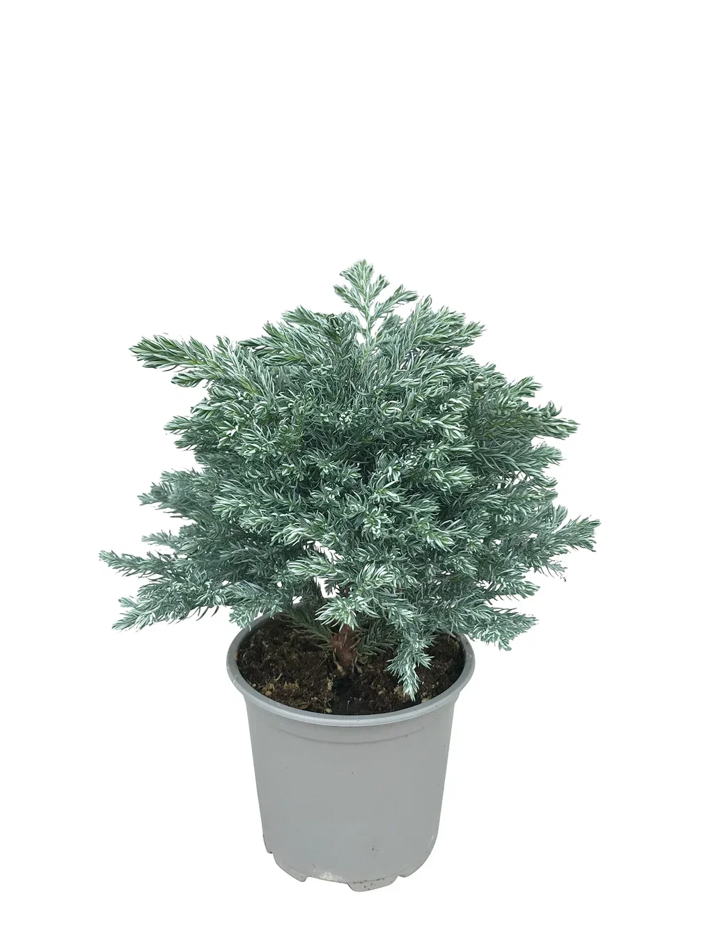 Chamaecyparis pisifera 'Sky Blue' Krus-sypress ‘Sky Blue’ Ø11 cm