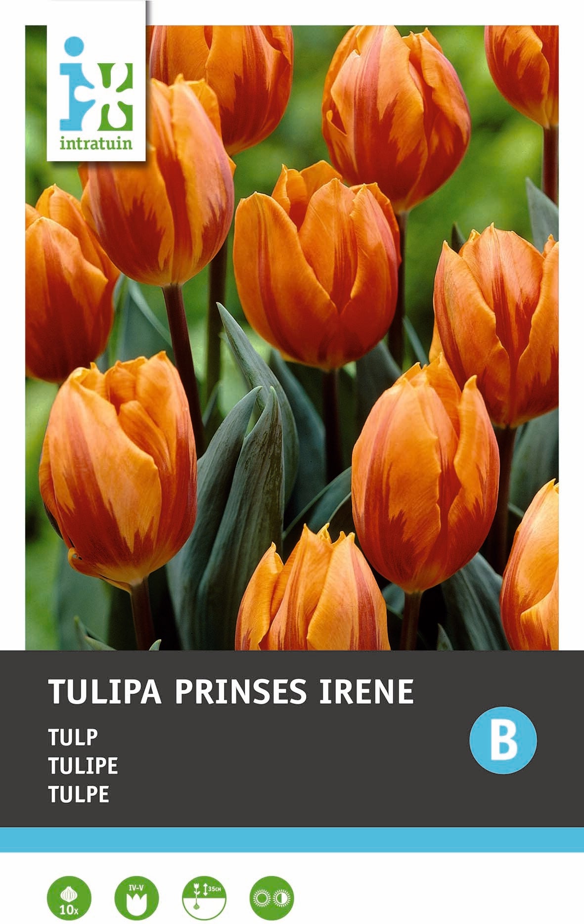 Intratuin bloembollen Tulp (Tulipa 'Prinses Irene')10 stuks
