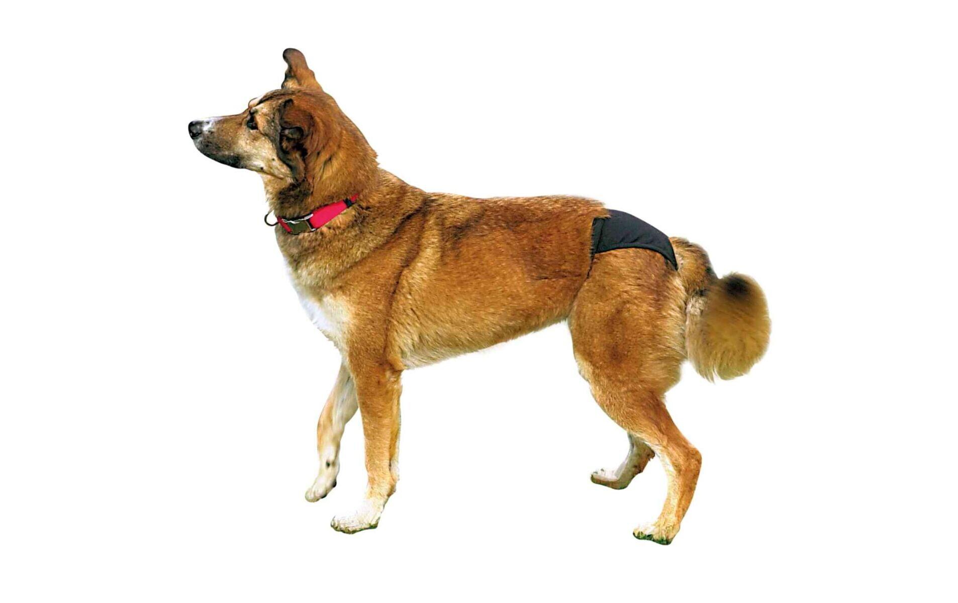 Hunde-Schutzhöschen de Luxe M, Schwarz, 40-49 cmSchutzhöschen für Hunde