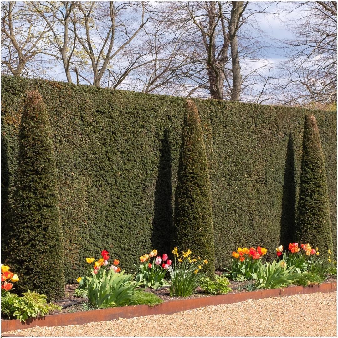 Taxus baccata - lot de 6