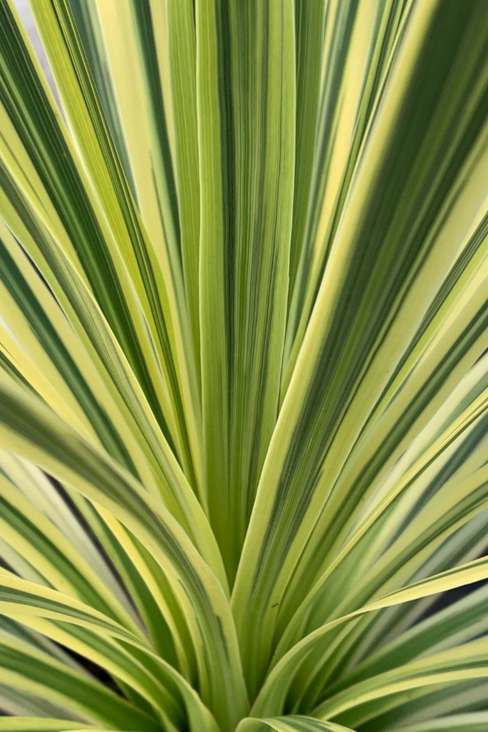 Cordyline 'lime passion' - 3l