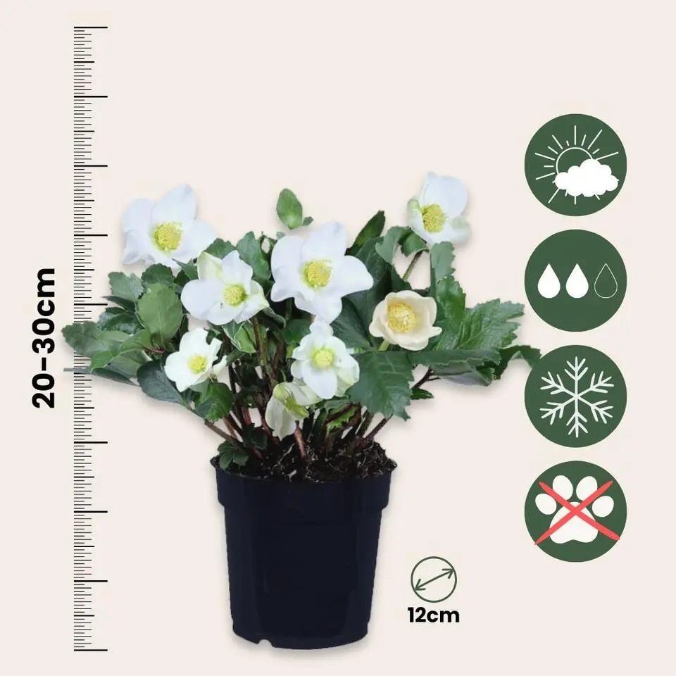 Kerstroos - Set van 3 - Helleborus niger 'Mont Blanc' - Hoogte 20-30cm - ⌀12cm