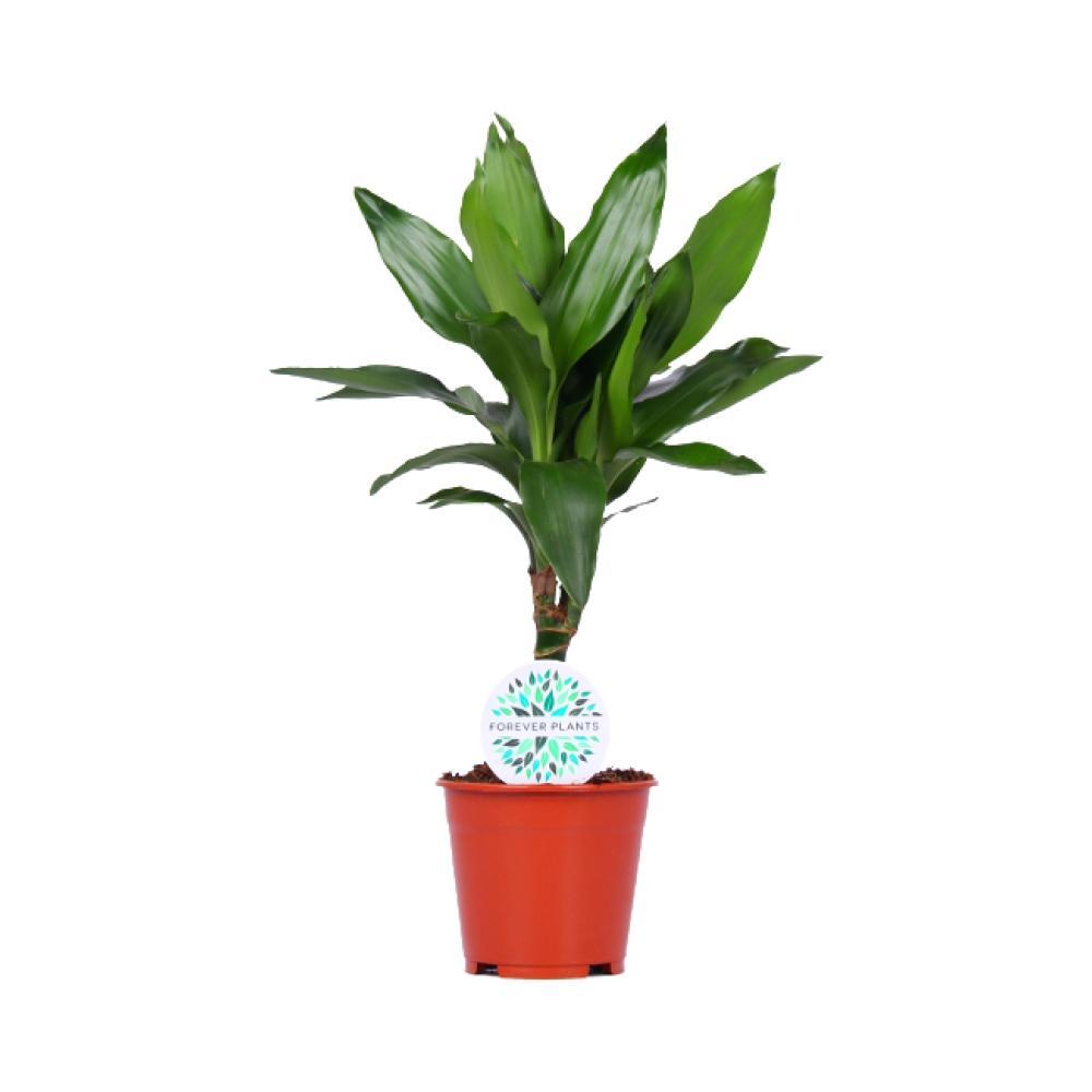 Plante d'intérieur - dracaena 'janet lind' 55.0cm