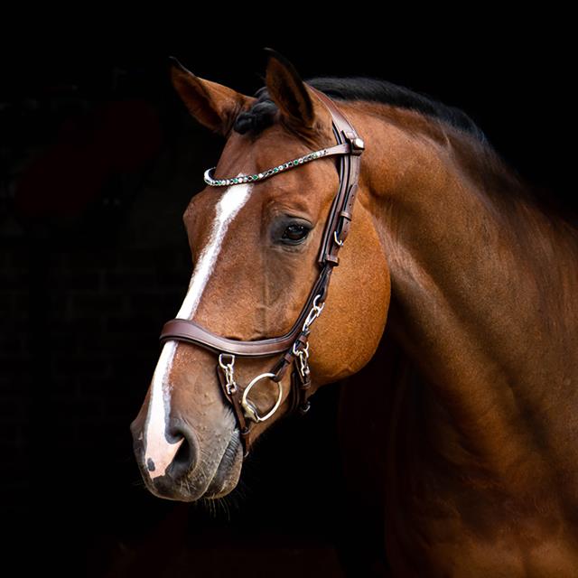 Frontriem PresTeq Shinebright Bruin-groen