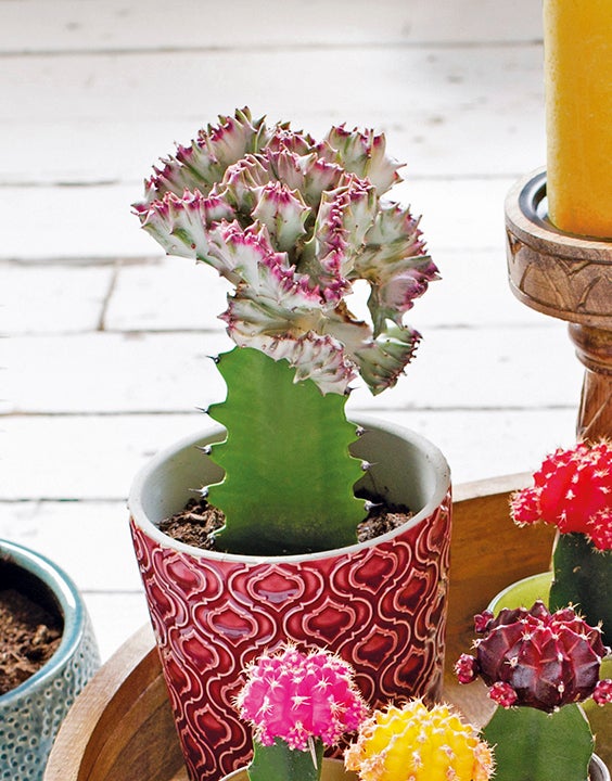 Euphorbia lac. Cristaat