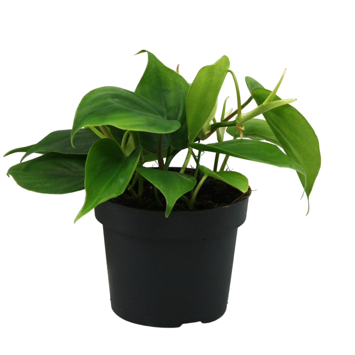 Plante d'intérieur - philondendron scandens 20.0cm