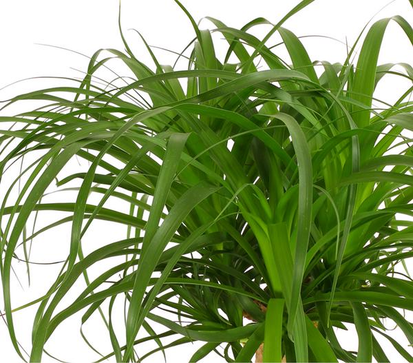 Elefantenfuß - Beaucarnea recurvata