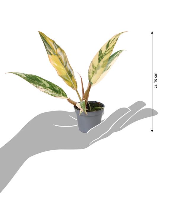 Baumfreund - Philodendron 'Caramel Marble'