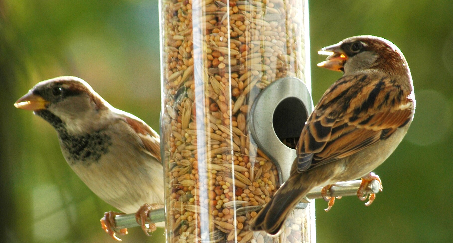 dobar Vogelfutter - versch. Varianten