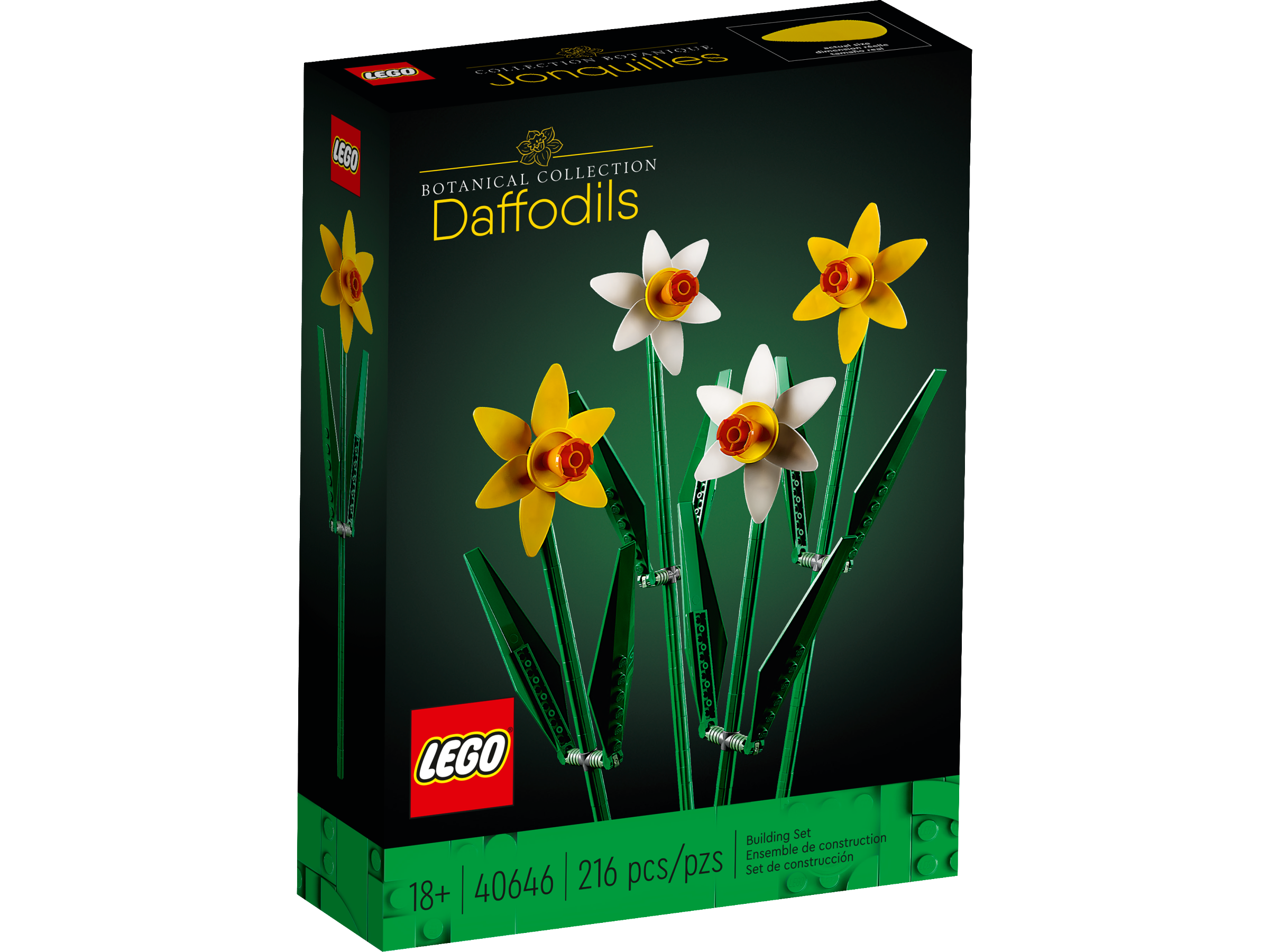 Narcisos 40646