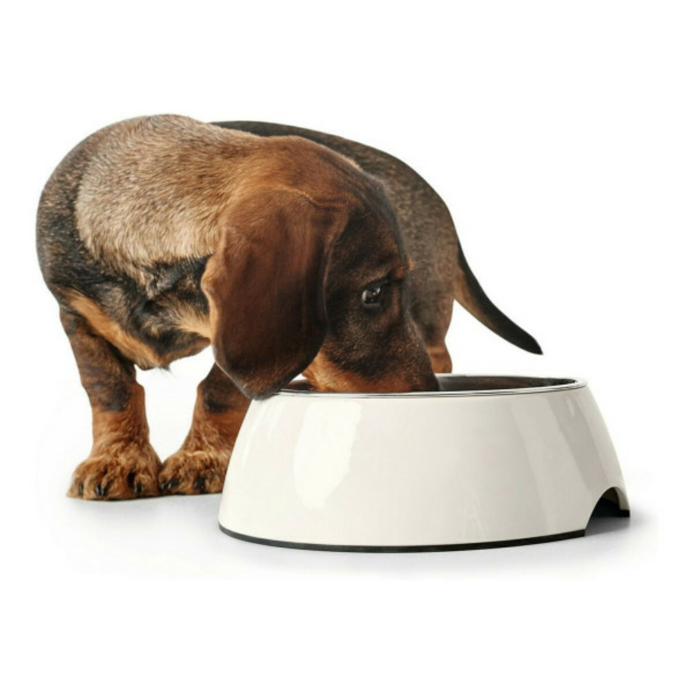 Mangeoire pour chiens acier inoxydable mélamine blanc (18,5 x 18,5 x 9,5 cm)
