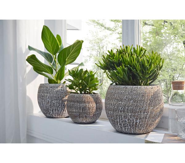 Dickblatt - Crassula cultivars, verschiedene