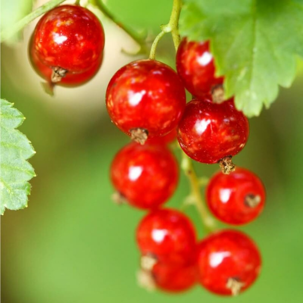 Groseillier à grappes (ribes rubrum) - godet - taille 15/30cm