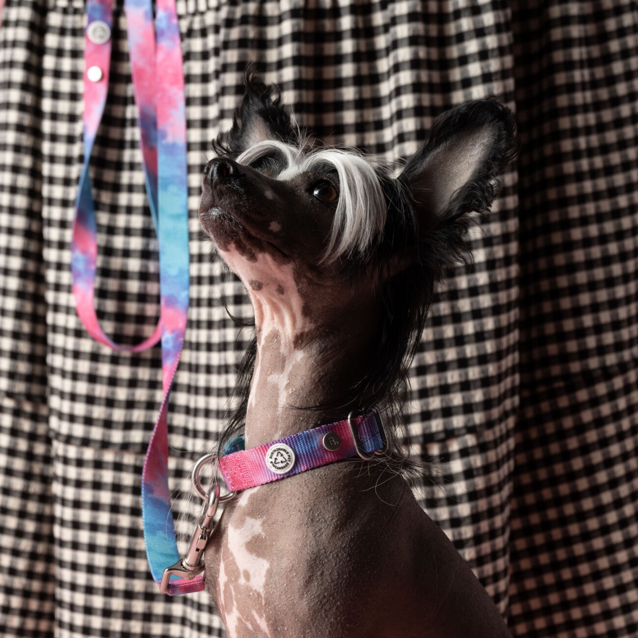 Barkalot Hundehalsband-Auslaufset blau/ türkis/ bunt S