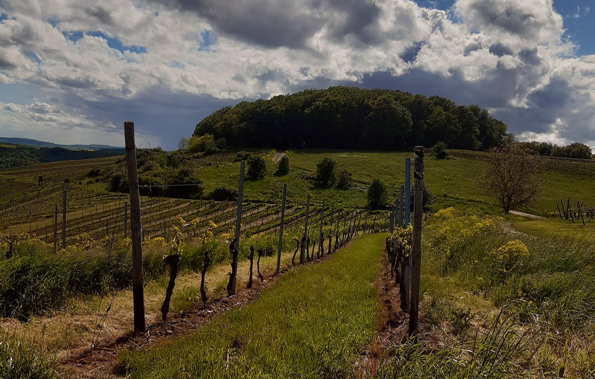 Weinbergrundfahrt Guldental