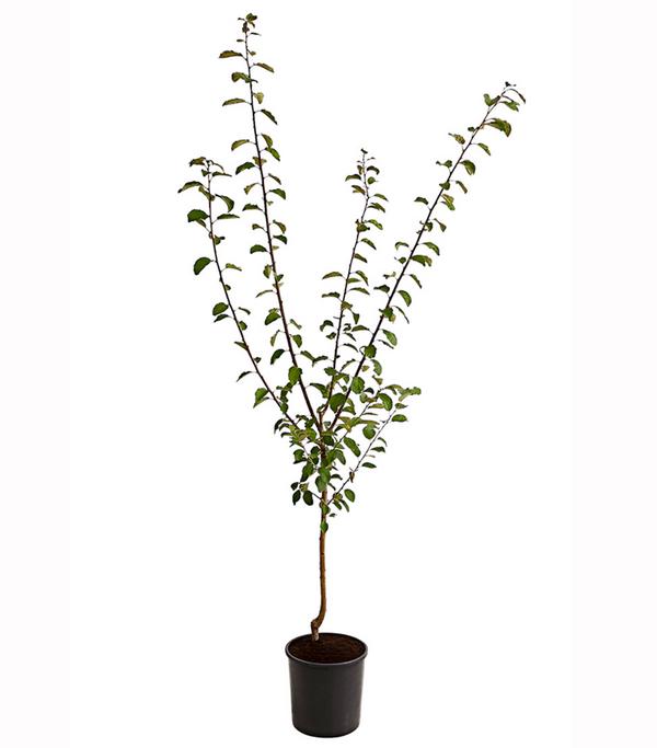 Mirabelle 'Bellamira'
