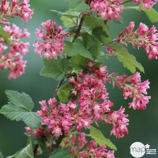 Ribes sanguineum ' King Edward VII : ctr 3 litres Promo