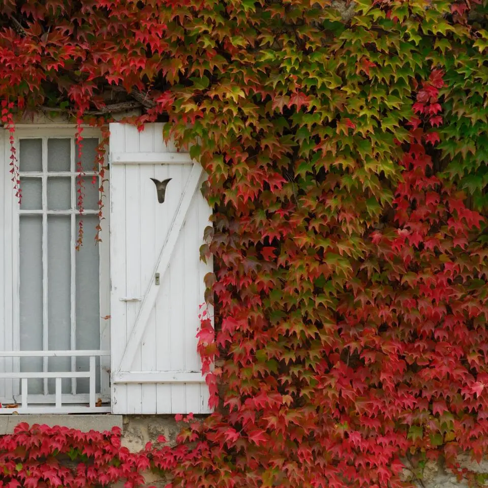 Wilde wingerd - Set van 6 - Parthenocissus quinquefolia - Hoogte 25-40cm - ⌀9cm