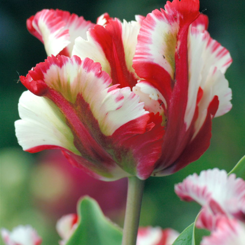 Tulipa estella rijnveld - 14x bulbes de tulipes - bulbes de fleurs résistantes