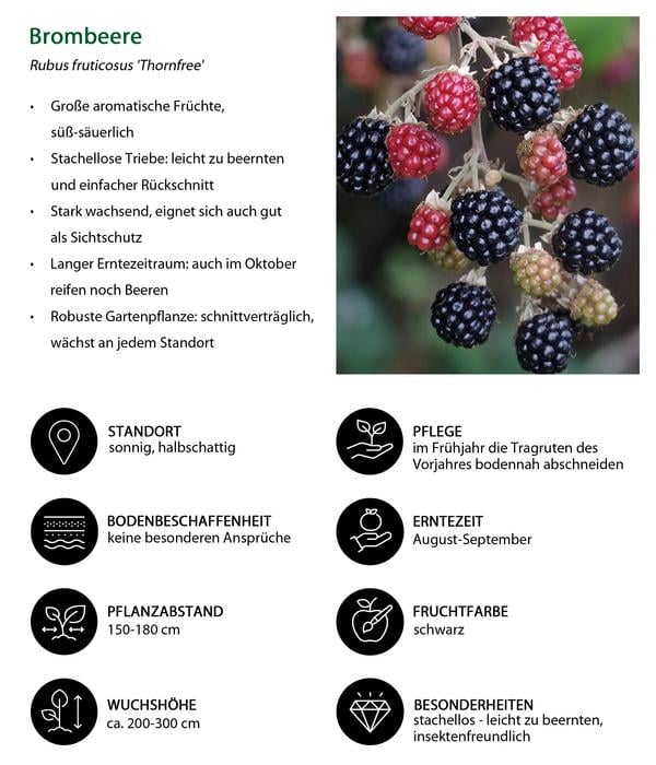 Himbeer-Brombeer-Set Gesund & Lecker, 3-teilig