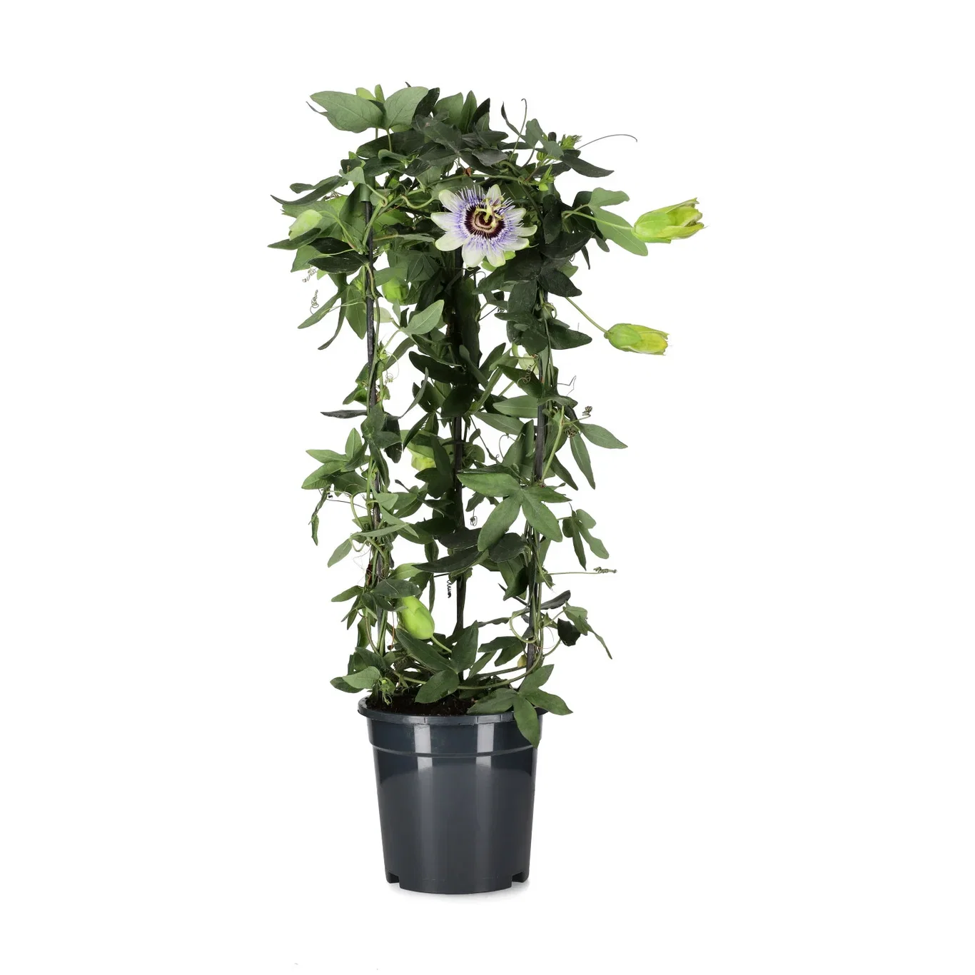 Passiflora pyramid 17 cm Pasjonsblomst Ø17 cm