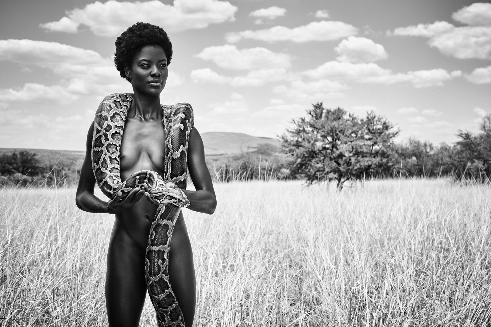 Snake in the Grass by Paul Giggle - Limited Edition. Edition of: 150. Signed.