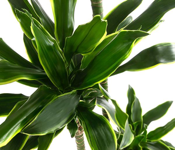 Drachenbaum - Dracaena fragrans var. Stedneri