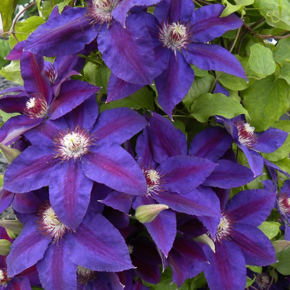 Clématite wildfire/clematis wildfire[-]godet - 5/20 cm